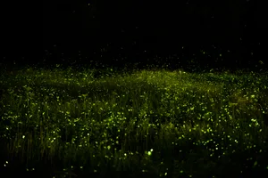 Fireflies at Upstate New York Posnov/ Getty Images