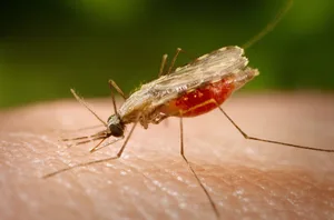 Getty images Orient mosquito (Anopheles minimus) engorged with blood, feeding on a human host. © Smith Collection/Gado/Contributor/Getty