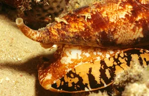deadliest cone snail deadliest cone snail
