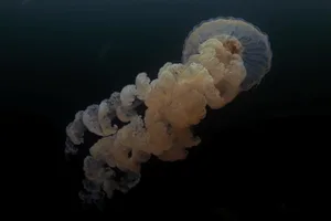 Lion’s mane jellyfish Lion's mane jellyfish