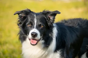 Mature Border Collie outdoors in spring sunshine Border collie sheepdog