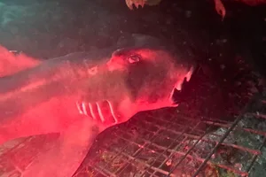 Port Jackson shark Port Jackson shark