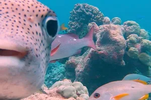Porcupinefish photobomb Porcupinefish photobomb