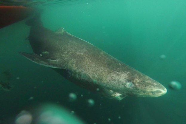 Greenland Sharks Live Up to 400 Years Revealed by Radiocarbon Dating