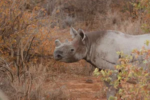 Black rhino Black rhino