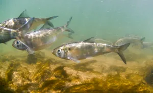 Alewife Herring Spawn Jay Fleming/ Getty Images