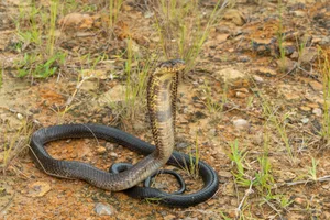 Brown forest cobra (Naja subfulva) displaying its signature hood Craig Cordier/ Getty Images