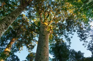 Huge kauri tree (Agathis australis) at the North Island Scenic landscape of the Waipoua forest in New Zealand