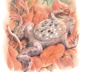 Surinam toad