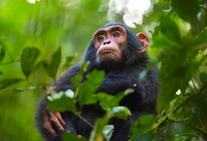 Low angle view of chimpanzee looking away while sitting in forest,Uganda Low angle of a chimpanzee in a tree