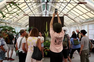 Corpse plant Corpse plant