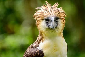 Philippine Eagle Voltaire Malazarte/ Getty Images