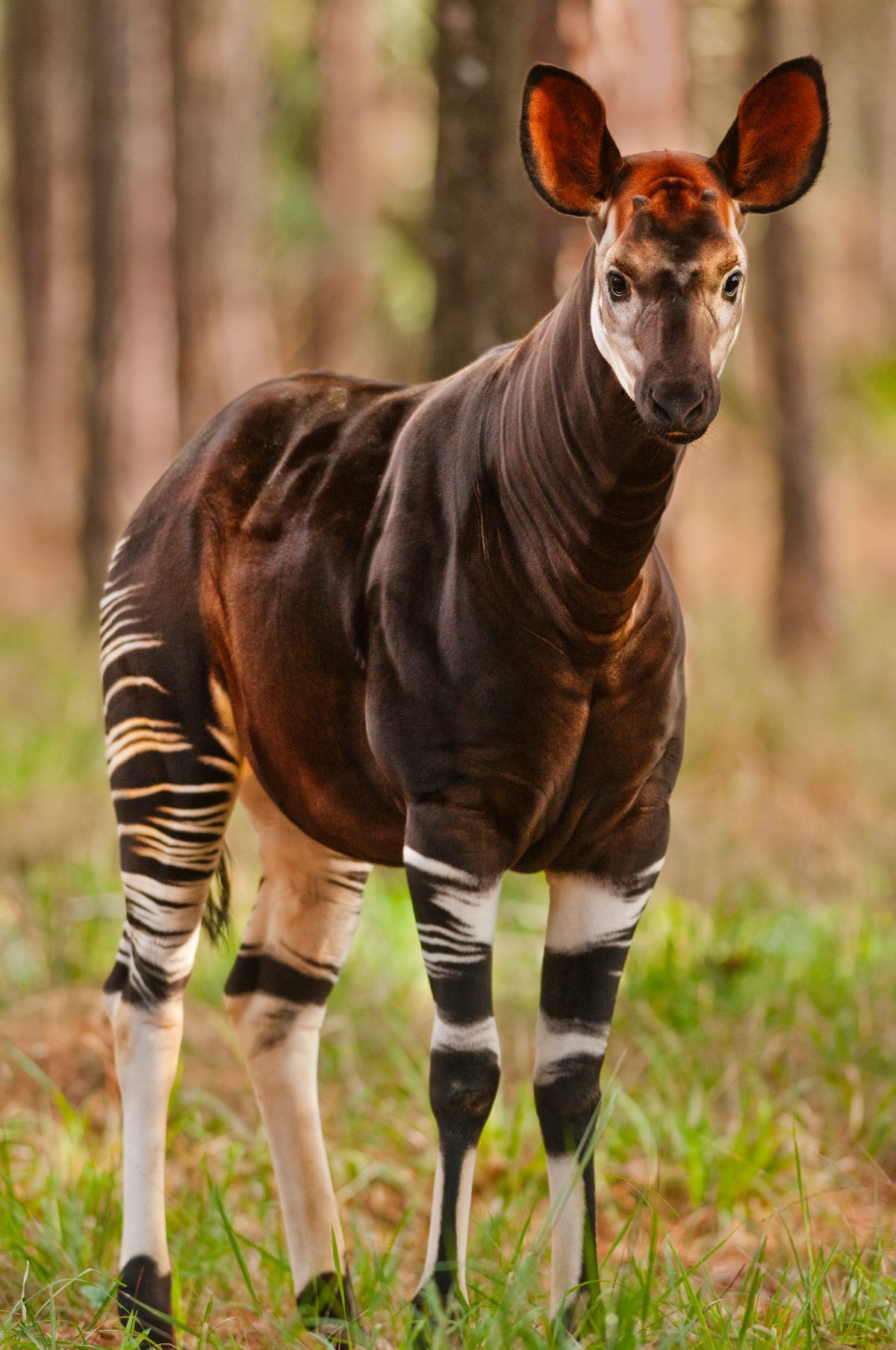 It looks half-zebra, half-giraffe and has a 50cm tongue that can lick its own ears. Meet one of the world's most confusing animals.