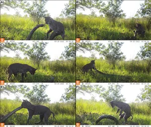 Bobcat attacks rattlesnake Bobcat attacks rattlesnake in Florida