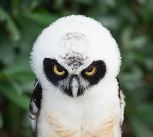 Portrait of Spectacled Owl fotograv/Getty Images