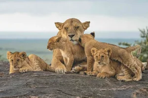 Lioness with her cubs Lioness with her cubs