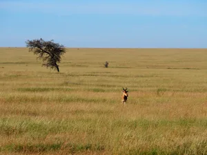 Single Impala Single Impala in the Serengeti National Park