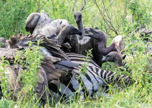 Raptors over a carcass Raptors over a carcass