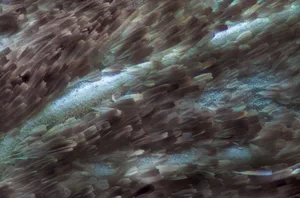 Close-up image of animal Butterfly wing through a microscope