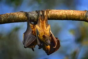 straw-coloured fruit bat straw-coloured fruit bat
