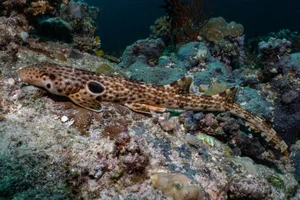 H. dudgeonae. H. dudgeonae