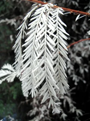 Albino plants Are there albino plants?