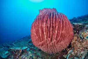 Barrel sponge at the reef bottom Barrel sponge at the reef bottom