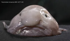 Why is the blobfish so ugly Why is the blobfish so ugly