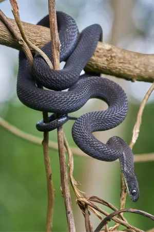 Male Dasypeltis albigularis sp. nov. Black snake