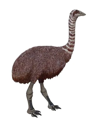 Aepyornis_maximus.tif Reconstruction of the elephant bird (Aepyornis maximus).