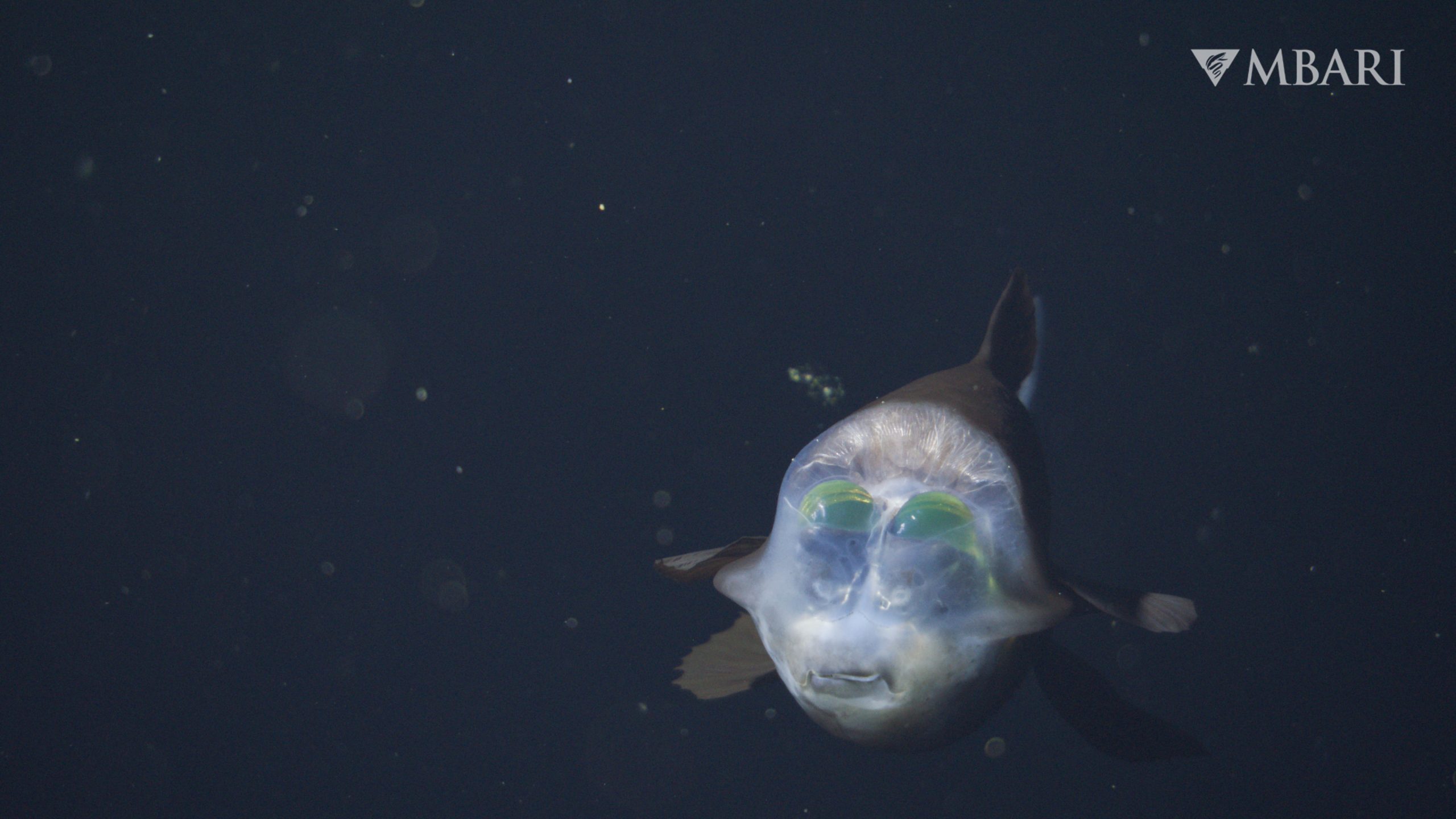 Rarely seen deep-sea creature with see-through head filmed in depths of ...