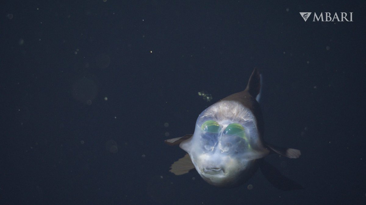 Rarely seen deep-sea creature with see-through head filmed in depths of ...