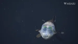 MBARI_Barreleye4K_02_D1538_logo Barreleye fish