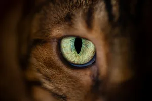 Why do some animals have slit-shaped pupils Why do some animals have slit-shaped pupils