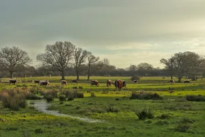 Free-ranging_longhorn_cattle_at_Knepp_Wildland Free ranging longhorn cattle at Knepp Wildland