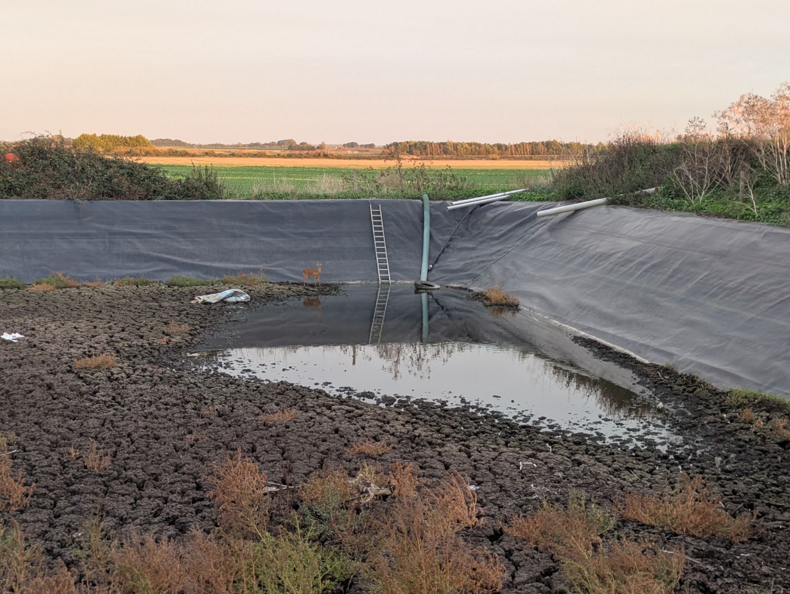 Tiny deer found trapped in farmer’s pool. Then a rescue team showed up ...