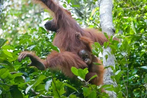 Orangutan infant carried by mother during travel Orangutan infant carried by mother during travel