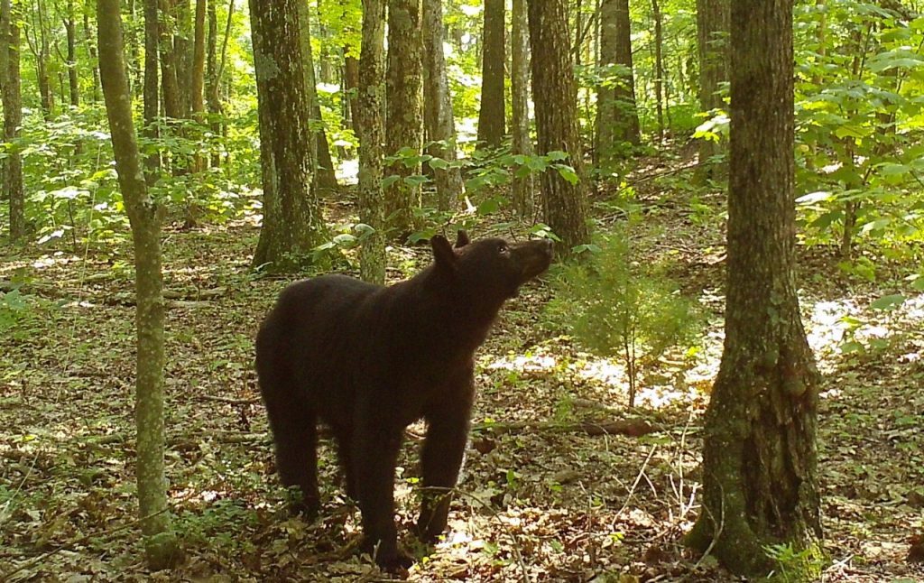 Scientists spent 22,000 hours watching black bears hibernating in Virginia. Here's what they learnt