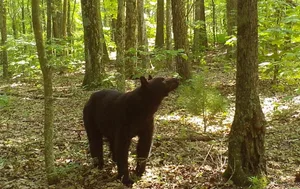 Black bear A black bear is caught on a trail cam walking in the forest near Blacksburg