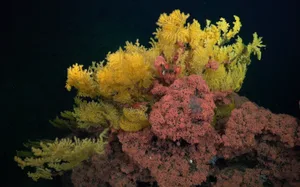 Laurinque elenya In situ colony of Laurinque elenya gen. et sp. nov. in Las Gemelas II, taken during the 2023 expedition