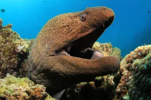 Giant Moray richcarey/Getty Images
