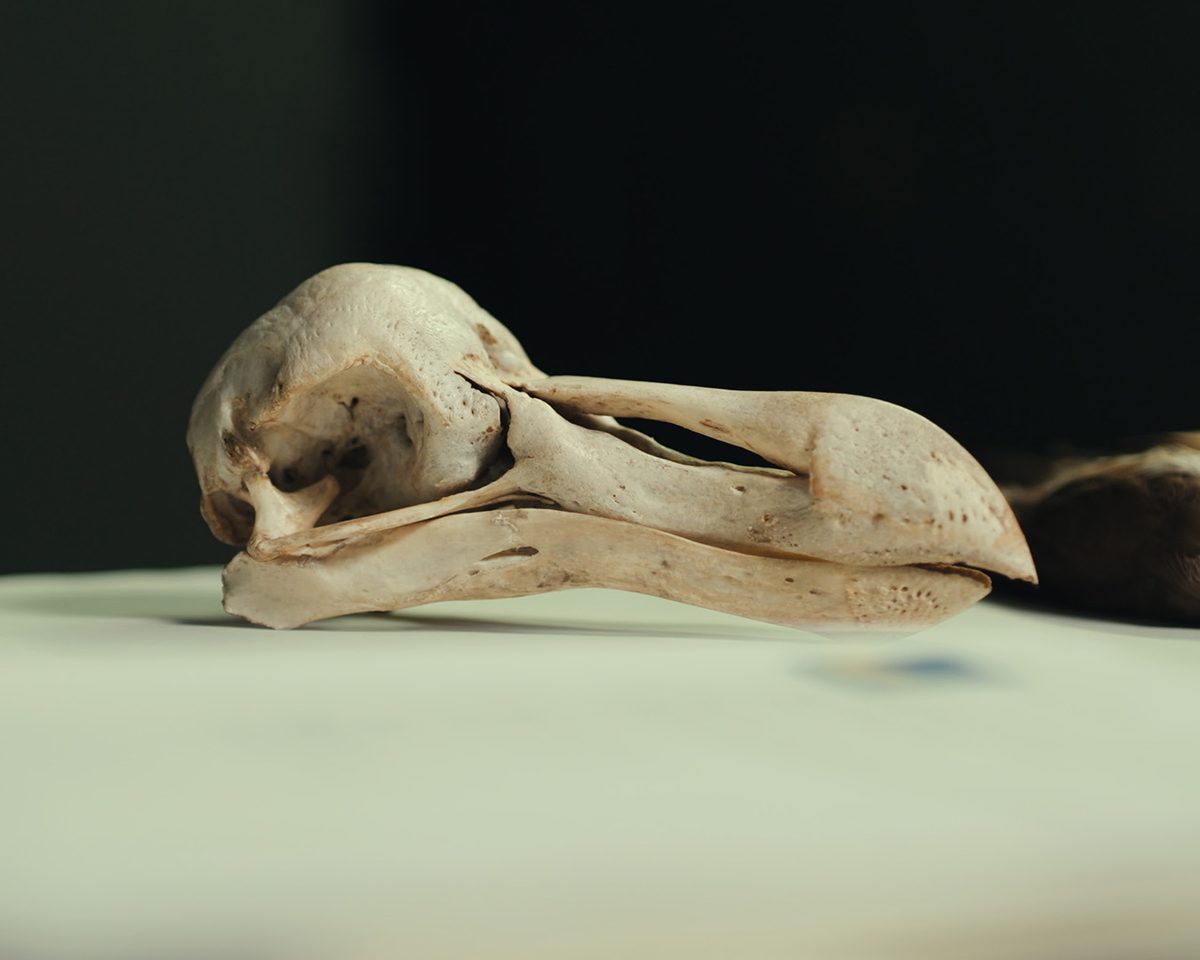 Photo: Discoverwildlife Dodo Skulls Scanned by Researchers Reveal Surprising Sensory Adaptations