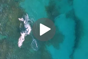 Hammerhead shark attacks reef shark Hammerhead shark attacks reef shark