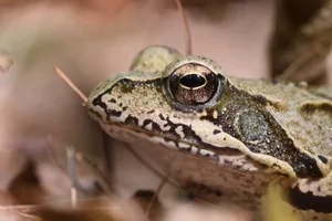 Lithobates sylvaticus Wood frog
