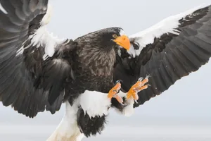 Steller’s sea eagle (Haliaeetus pelagicus) in Rausu, Hokkaido,Japan Steller's sea eagle (Haliaeetus pelagicus), also known as Pacific sea eagle or white-shouldered eagle, is a very large bird of prey in the family Accipitridae. It is one of the heaviest eagle in the world, at about 5 to 10 kg. The Steller's sea eagle is endemic to Northeast Asia, where it lives in Russia, Korea, Japan, China, and Taiwan.