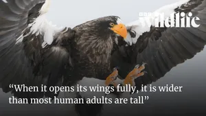 steller eagle