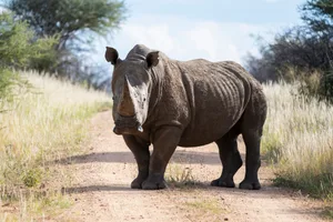 Majestic rhinoceros standing in the middle of a gravel road in Namibia white rhino standing in the middle of a gravel road in Namibia.
