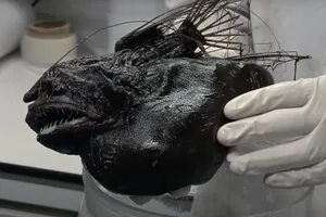 Hairy anglerfish Hairy anglerfish