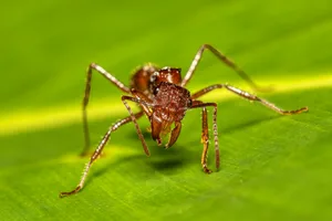 Paraponera clavata known as the bullet ant Tortuguero Cerro, Costa Rica Paraponera clavata show his jaws . Big species of ant, commonly known as the bullet ant, named for its extremely painful sting. Tortuguero Cerro, Costa Rica