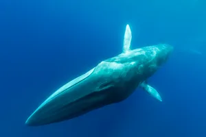 Close up of a fin whale swimming towards the camera, Atlantic Ocean, Pico Island, The Azores. Fin whale